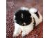 PoulaTo: Pomeranian